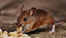 24 Hour & Emergency Exterminators in Soul City, NC